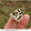 melanargia hylata talysh male ex ovo b